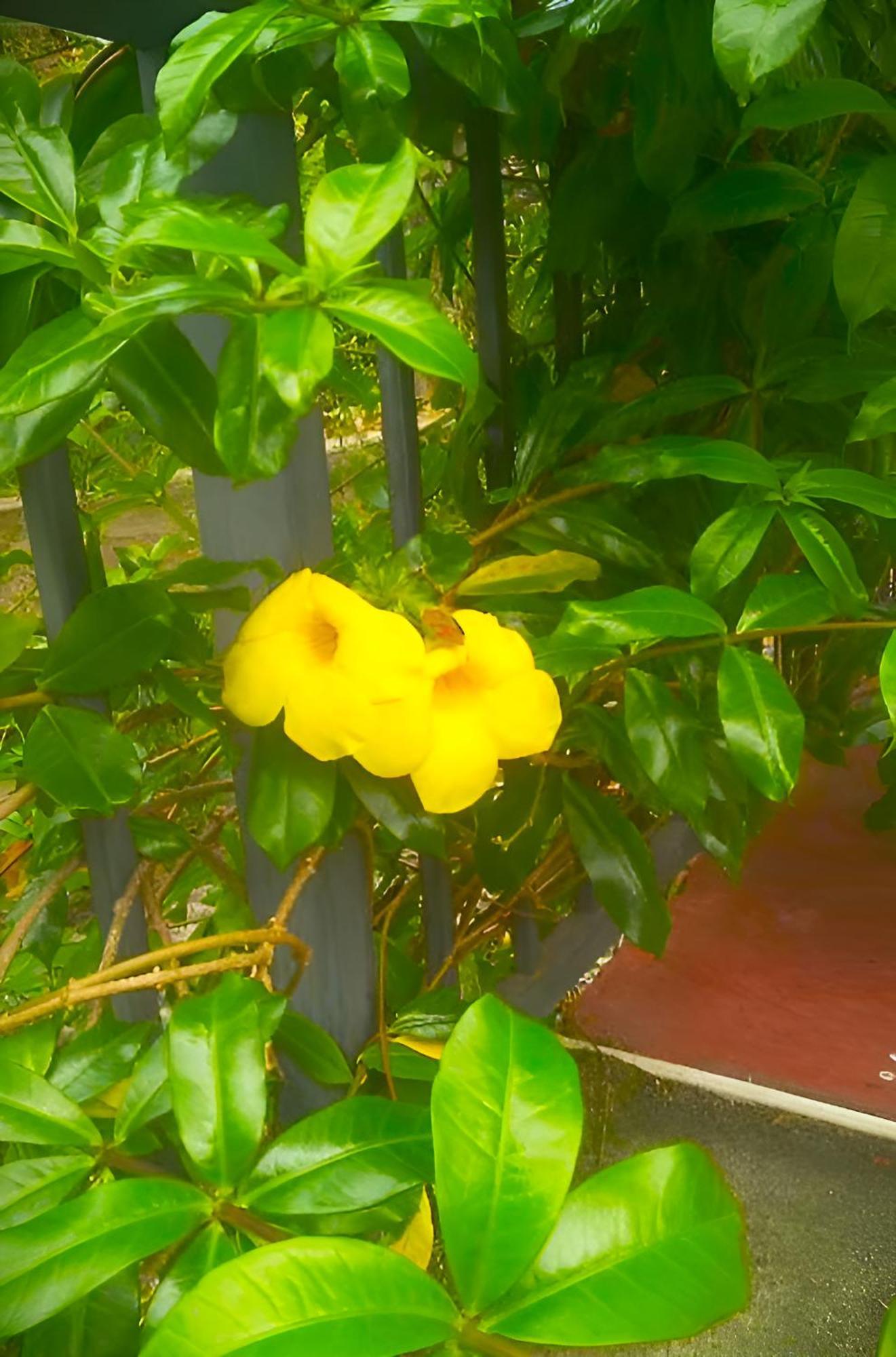 Senehas Homestay Ella Esterno foto